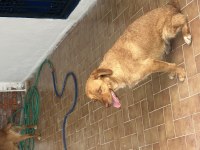 15 aylık 1 erkek ve 2 dişi köpekler