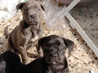 Safkan şecereli A+ cane corso