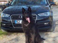 Solid Black Alman Kurdu Oğluma Eş Arıyorum