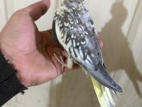 38 Günlük konuşturmalık bebek sultan papağanı