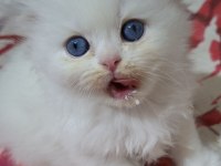Tatlı Kedim Helenim
