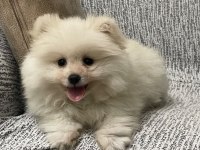 Oyun Cambazı Pomeranian Köpeğim