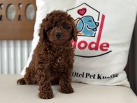 Ankarada ziyarete açık redbrown toy poodle lar