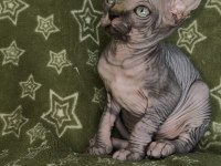 Naked Beauty Sphynx Cattery Kediler