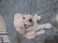 Minnaklar maltipoo
