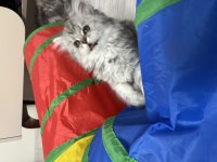 Tatlı british longhair bebeğimiz