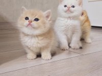British shorthair yavrular üst kalite show her kodda yavru