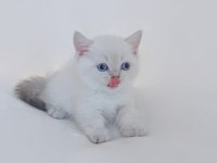 British Shorthair Yavruları