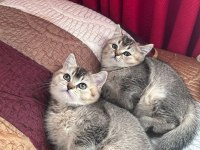 Safkan british shorthair black golden yavru kediler