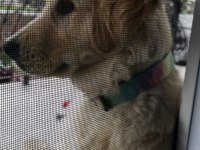 7 aylık golden retriever