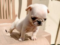BLACK TAN PLATİNİUM CHOCO CARRİER ERKEK EGZOTİC PUG