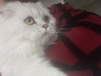 British longhair Leon a yeni yuva