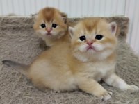 British Shorthair Golden Yavru