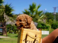 Eğitilebilir Toy Poodle Yavruları ile Evinize Neşe Katın