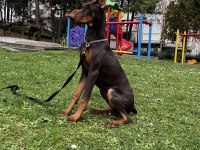 6 aylık kızıl doberman