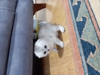 Scottish fold yavrular rezerveye açıktır