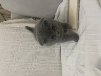 Safkan A kalite Yavrular Scottish Fold Erkek
