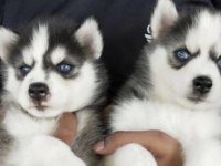 SİBİRYA KURDU KÖPEĞİ