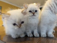 ORJİNAL IRK YAVRU KEDİLER MAGAZAMIZDA CANLI GÖRÜN
