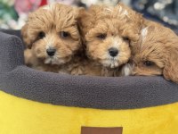 Ankaranın  en seçkin kore maltipoo yavruları