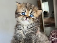 YUVARLAK SURAT TOP KAFA NY25 ASLAN KRAL KEDİMİZ