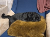 Erkek siyah pug 4 yaşında