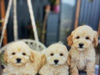 YAVRU GOLDEN RETRİEVER KÖPEĞİ