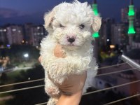 Kore maltese