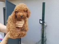 2 dişi ve 1 erkek toy poodle