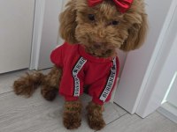 Kahverengi kore toy poodle