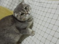 6 aylık dişi scottish fold