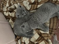 Yavru 1.5 aylık british longhair