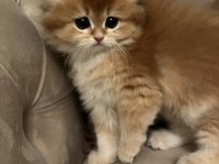 Saf kan 2 aylık british longhair yavrumuz