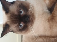 11 aylık british shorthair çiftleştirme