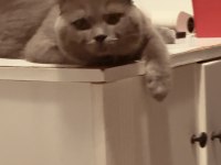 Scottish fold kedimi ücretsiz sahiplendirmek