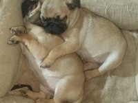 Pug yavrular yeni evine gitmeye hazır