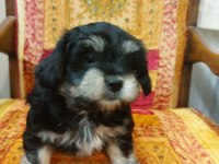 Orta boy Sağlıklı Cana yakın Duygusal yorkie yavruları