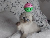 Sıcakkanlı, Oyuncu ve Sevecen Scottish Fold