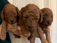 Kıvırcık toy poodle bebekler