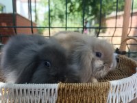 Hollanda teddy lop tavşanı yavrular