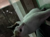 Kedimizi Sahiplendirme İlanı Kayseri