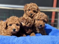 Ankaranın en seçkin redbrown kore toy poodle ları