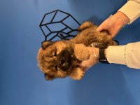 ÜRETİM ÇİFTLİĞİNDEN KIZIL CHOW CHOW YAVRULARI