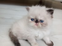 İran Kedisi Pamuklarım