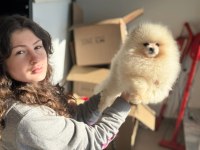 Pomeranian boo köpekler ayı surat