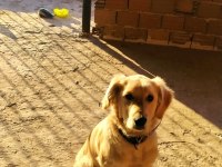 Golden retriever