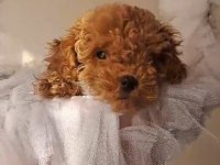 Toy poodle bebekler