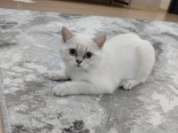 Dişi british shorthair bebek