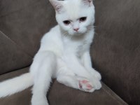 6 aylık erkek british shorthair kedimiz