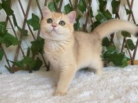British Shorthair Golden NY12 Dişi